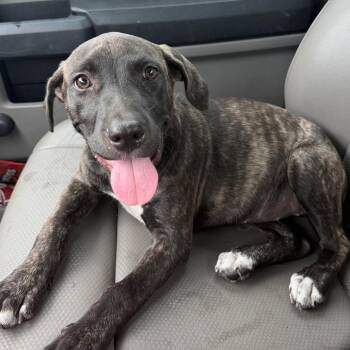 Brindy -  Mixed Breed Dog for Adoption in Lufkin, Texas - Brindy | PetCurious