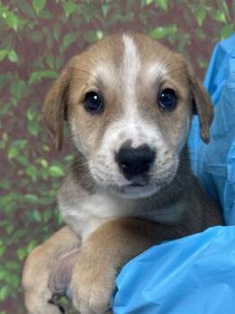 Shepherd and Mixed Breed Dogs Available for Adoption in San Antonio, Texas - Yerba | PetCurious