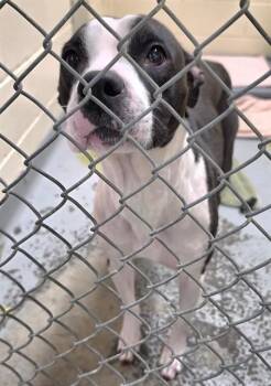 Pit Bull Terrier and Mixed Breed Dogs Available for Adoption in Anchorage, Alaska - MAYBELLE | PetCurious