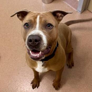 American Staffordshire Terrier Dogs Available for Adoption in Walnut Creek, California - Braxton | PetCurious
