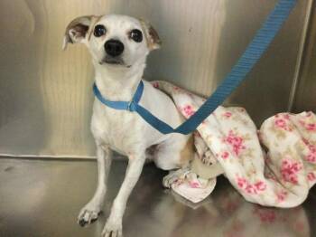 WAFFLE -  Chihuahua Dog for Adoption in Riverside, California - WAFFLE | PetCurious