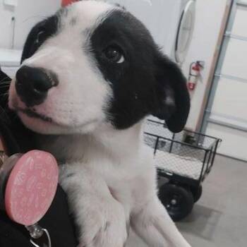 Border Collie Dogs Available for Adoption in Lake Havasu City, Arizona - Buck | PetCurious