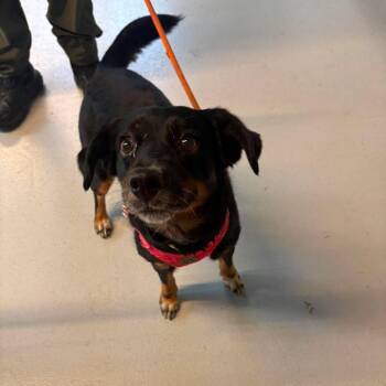 Rochelle - SH 9/10 -  Mixed Breed Dog for Adoption in Huntington, West Virginia - Rochelle - SH 9/10 | PetCurious
