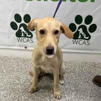 Huck -  Mixed Breed Dog for Adoption in Defuniak Springs, Florida - Huck | PetCurious