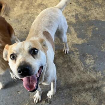 Biggie (COH-A-67613) -  Pit Bull Terrier and Jack Russell Terrier Dog for Adoption in Volcano, Hawaii - Biggie (COH-A-67613) | PetCurious