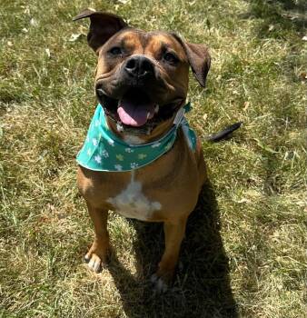 Rescue Boxer Dogs for Adoption in Logan, Utah - Nova | PetCurious