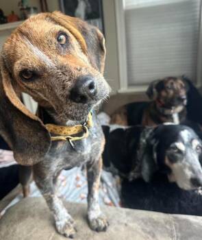 Lottery -  Beagle Dog for Adoption in Brooklyn Center, Minnesota - Lottery | PetCurious