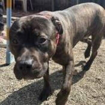 Ranger -  Mastiff and Pit Bull Terrier Dog for Adoption in Hilliard, Ohio - Ranger | PetCurious