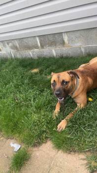 Willow -  Shepherd and Mixed Breed Dog for Adoption in Greensburg, Indiana - Willow | PetCurious