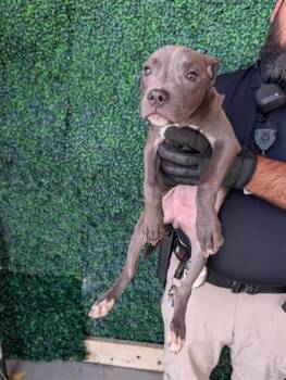 61612548 -  Pit Bull Terrier and Mixed Breed Dog for Adoption in El Paso, Texas - 61612548 | PetCurious