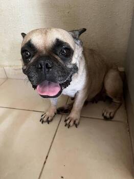 Adora -  French Bulldog Dog for Adoption in Escondido, California - Adora | PetCurious