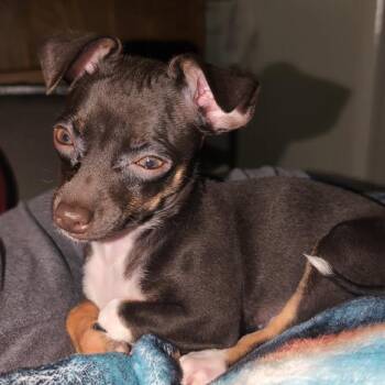 Mocha -  Chihuahua Dog for Adoption in Olathe, Kansas - Mocha | PetCurious