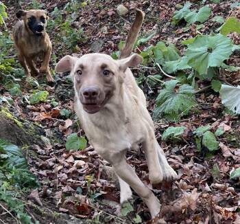 Rescue Labrador Retriever Dogs for Adoption in Portland, Maine - Julia | PetCurious