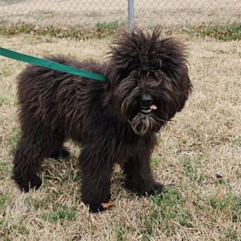 Poodle Dogs Available for Adoption - A010980 | PetCurious