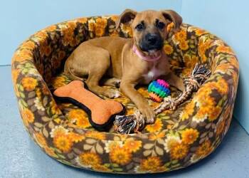 Shepherd Dogs Available for Adoption - **DOT** | PetCurious