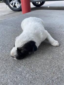 A660449 -  German Shepherd Dog and Mixed Breed Dog for Adoption in Houston, Texas - A660449 | PetCurious