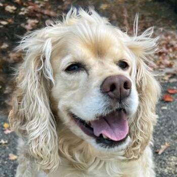 Cocker Spaniel Dogs Available for Adoption - Loki | PetCurious