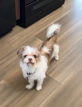 Brussels Griffon Dogs Available for Adoption in Nashville, Tennessee - Bootsie Baby (F) | PetCurious