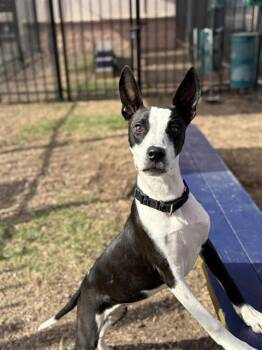 Terrier Dogs Available for Adoption - LUCITA | PetCurious