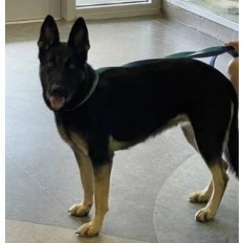 Sampha (26-309) -  German Shepherd Dog Dog for Adoption in New Ringgold, Pennsylvania - Sampha (26-309) | PetCurious