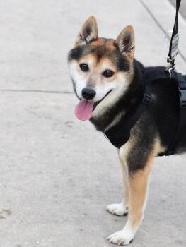 Diego -  Shiba Inu Dog for Adoption in Houston, Texas - Diego | PetCurious