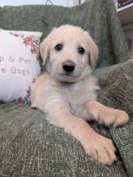 Marina -  Golden Retriever Dog for Adoption in Kiowa, Oklahoma - Marina | PetCurious