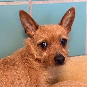Joelette -  Terrier and Mixed Breed Dog for Adoption in San Antonio, Texas - Joelette | PetCurious