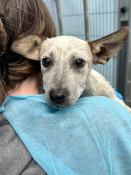 Red Bird -  Mixed Breed Dog for Adoption in Wichita, Kansas - Red Bird | PetCurious