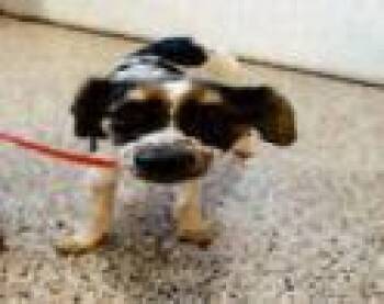 Olive -  Terrier and Mixed Breed Dog for Adoption in Largo, Florida - Olive | PetCurious