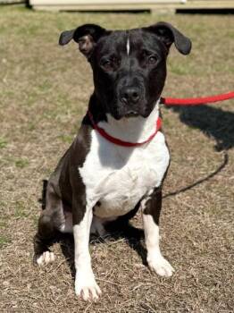 Pit Bull Terrier and Mixed Breed Dogs Available for Adoption - Diesel | PetCurious
