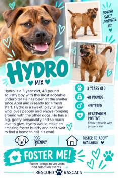 Foster Hydro -  Boxer Dog for Adoption in Oswego, Illinois - Foster Hydro | PetCurious