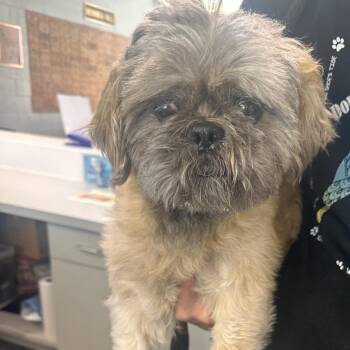 Dr. Pepper -  Shih Tzu Dog for Adoption in Allentown, Pennsylvania - Dr. Pepper | PetCurious