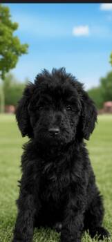 Goldendoodle Dogs Available for Adoption in Hawthorne, California - Nyx | PetCurious