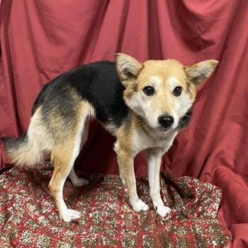 A611383 -  Shiba Inu and Mixed Breed Dog for Adoption in Modesto, California - A611383 | PetCurious