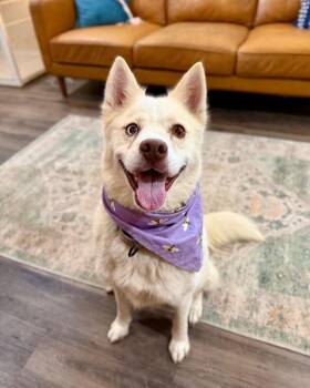 Carrol Cutie the Snaggletooth Beauty -  Husky and Shiba Inu Dog for Adoption in Friendswood, Texas - Carrol Cutie The Snaggletooth Beauty | PetCurious