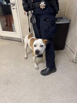 Pit Bull Terrier Dogs Available for Adoption in Riverside, California - MORGAN | PetCurious