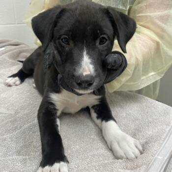 Lightning -  Labrador Retriever and Collie Dog for Adoption in Murray, Utah - Lightning | PetCurious