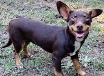 Rescue Miniature Pinscher Dogs for Adoption in Chelmsford, Massachusetts - Pixie | PetCurious