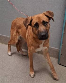 Rescue German Shepherd Dog and Mixed Breed Dogs for Adoption in Las Vegas, Nevada - LUNA | PetCurious
