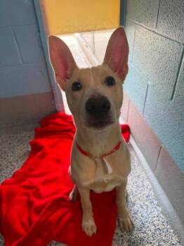 Athena -  Terrier Dog for Adoption in Wilmington, North Carolina - Athena | PetCurious