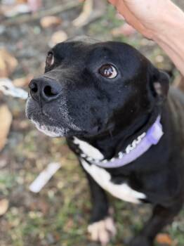 Pit Bull Terrier Dogs Available for Adoption in Ridgefield, Connecticut - Lito | PetCurious