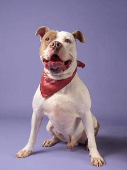 Scooch Ova -  Pit Bull Terrier and Mixed Breed Dog for Adoption in Atlanta, Georgia - Scooch Ova | PetCurious