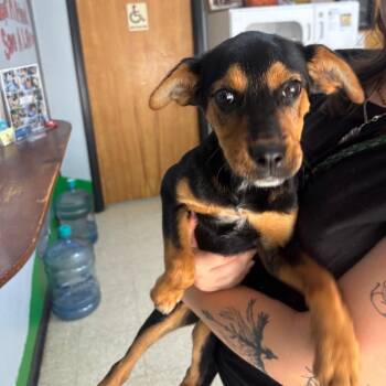Bella -  Beagle and Rottweiler Dog Available for Adoption in Franklin, North Carolina - Bella | PetCurious