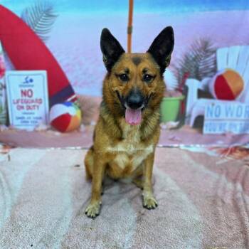 EVEREST -  German Shepherd Dog and Mixed Breed Dog for Adoption in Long Beach, California - EVEREST | PetCurious