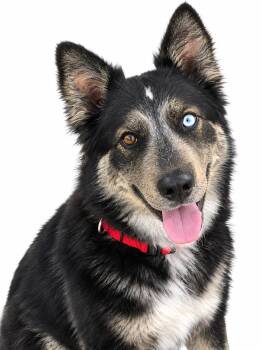 BELLA -  Border Collie and Shepherd Dog for Adoption in Houston, Texas - BELLA | PetCurious