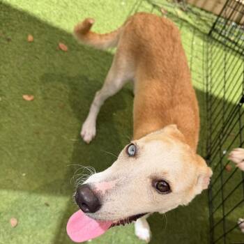 Juliana 3078 -  Mixed Breed Dog for Adoption in Loxahatchee Groves, Florida - Juliana 3078 | PetCurious