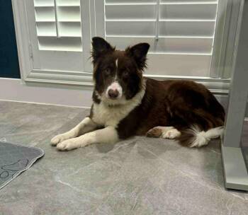 Rescue Border Collie Dogs for Adoption in The Woodlands, Texas - Rojo | PetCurious