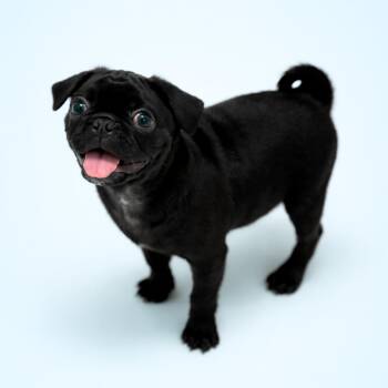 Pug Dogs Available for Adoption in Scottsdale, Arizona - Gumbo | PetCurious