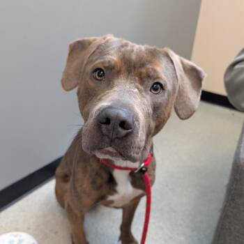 Roman -  Cane Corso and Mixed Breed Dog for Adoption in Chicago, Illinois - Roman | PetCurious