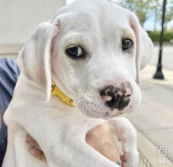 Labrador Retriever Dogs Available for Adoption in Grand Bay, Alabama - Susie | PetCurious